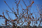 Click to see Y-WB-Sony2070-DSC00823.JPG