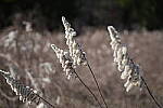 Click to see Y-WB-Sony2070-DSC00888.JPG