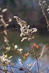Click to see Y-WB-Sony2070-DSC00955.JPG