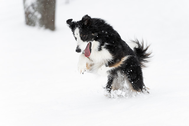 Sony A7 IV Review: Field Test -- Gallery Image
