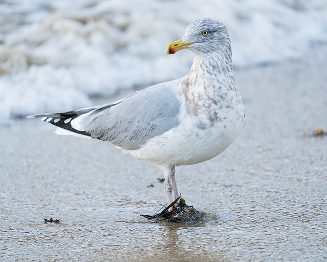 Sony A7 IV Review: Field Test -- Gallery Image