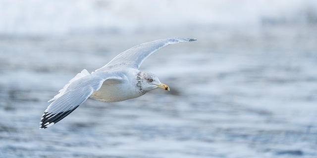 Sony A7 IV Review: Field Test -- Gallery Image
