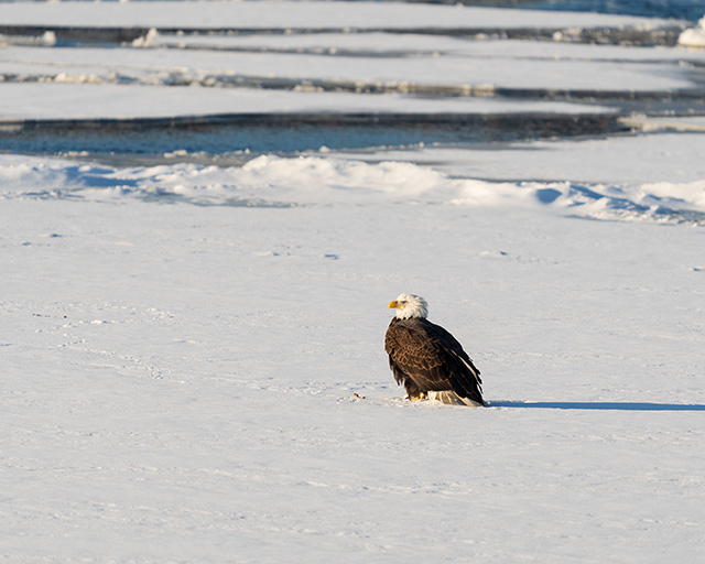 Sony A7 IV Review: Field Test -- Gallery Image