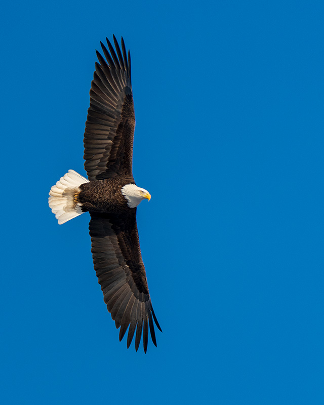 Sony A7 IV Review: Field Test -- Gallery Image