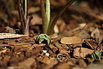 Click to see YDSC01934-NORM.JPG