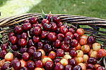 Click to see Y_DSC0729.JPG