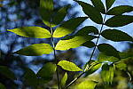 Click to see Y-WB-DSC00578.JPG