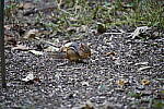 Click to see Y-WB-DSC00583.JPG