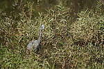 Click to see Y-WB-DSC00600.JPG