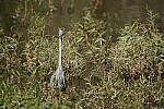 Click to see Y-WB-DSC00604.JPG