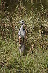 Click to see Y-WB-DSC00616.JPG