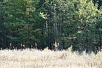 Click to see Y-WB-DSC00639.JPG