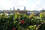 Click to see Y-WB-DSC00769.JPG