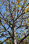 Click to see Y-WB-DSC00859.JPG