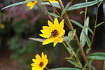 Click to see Y-WB-DSC00926.JPG