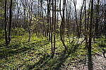 Click to see Y-WB-SonyPrimes-DSC00002-24mm-f2.8.JPG