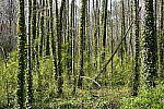 Click to see Y-WB-SonyPrimes-DSC00038-50mm-f5.6.JPG
