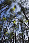 Click to see Y-WB-SonyPrimes-DSC00080-40mm-f2.5.JPG