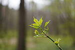 Click to see Y-WB-SonyPrimes-DSC00109-50mm-f3.2.JPG