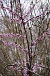 Click to see Y-WB-SonyPrimes-DSC00123-50mm-f2.5.JPG