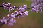 Click to see Y-WB-SonyPrimes-DSC00125-50mm-f2.5.JPG