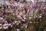 Click to see Y-WB-SonyPrimes-DSC00158-40mm-f2.5.JPG
