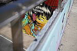 Click to see Y-WB-SonyPrimes-DSC00255-50mm-f2.5.JPG