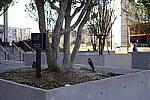Click to see Y-WB-SonyPrimes-DSC00307-50mm-f2.5.JPG