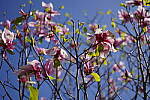 Click to see Y-WB-SonyPrimes-DSC00344-50mm-f2.5.JPG