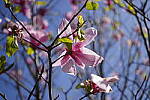 Click to see Y-WB-SonyPrimes-DSC00353-50mm-f2.5.JPG