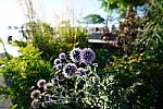 Click to see Y-16-35GM-DSC01079.JPG
