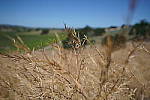 Click to see Y-JS-A7RII-DSC01335-16-35GM.JPG