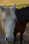 Click to see YA-100mm-1729.JPG