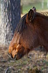 Click to see YA-100mm-1730.JPG