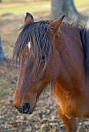 Click to see YA-100mm-1732-EDT.JPG
