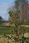 Click to see YA-100mm-1735.JPG