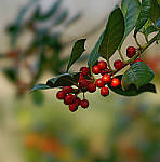 Click to see YA-100mm-1737-EDT.JPG