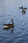 Click to see YA-100mm-1745.JPG