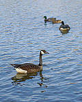 Click to see YA-100mm-1746-EDT.JPG