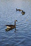 Click to see YA-100mm-1746.JPG