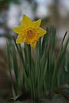 Click to see YA-100mm-1751.JPG
