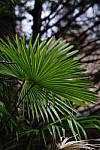 Click to see YA-100mm-1763.JPG