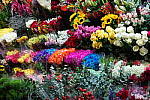 Click to see YDSC00517.JPG