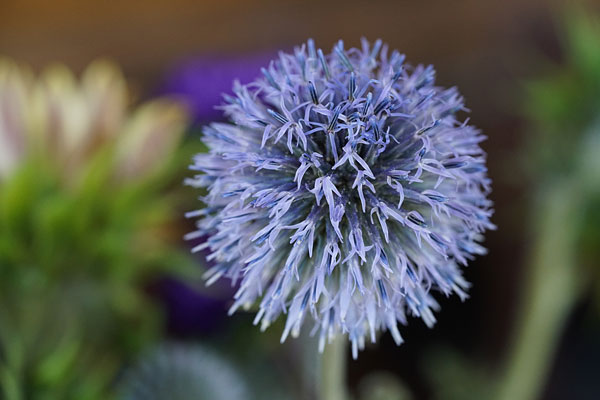 Sony A7R II review -- Sample photo