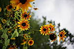 Click to see Y-35MM-DSC01624.JPG