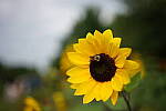Click to see Y-35MM-DSC01633.JPG