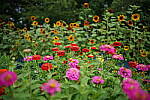 Click to see Y-35MM-DSC01645.JPG
