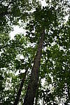 Click to see Y-35MM-DSC01674.JPG