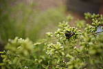 Click to see Y-35MM-DSC01751.JPG