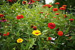 Click to see Y-35MM-DSC01755.JPG